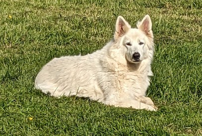 Elevage de chiens bergers Des Chemins Du Poitou, Eleveur de Chiens à La Chapelle-Bertrand