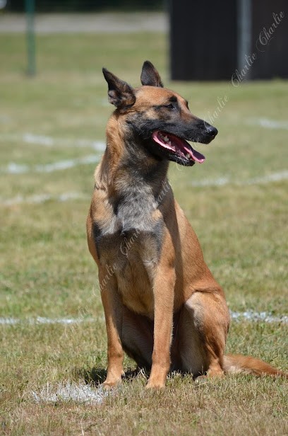 Sylvestre Jean-Marc, Dresseur de Chiens à Mars