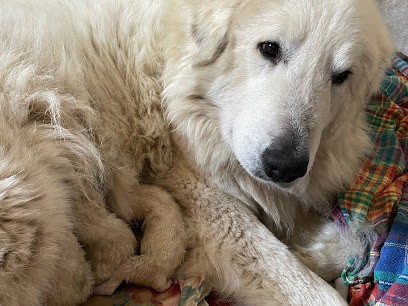 Elevage Stéphanie Grafte, Eleveur de Chiens à Saint-Georges-le-Gaultier