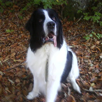 Julia Coach Canin, Dresseur de Chiens à Mably