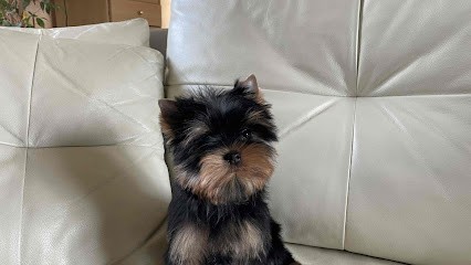 Elevage Du Manoir De La Corbie, Eleveur de Chiens à Putanges-le-Lac