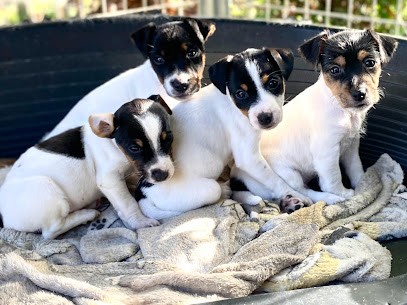 Of Puppydogs Tails, Eleveur de Chiens à Bretagne-d'Armagnac