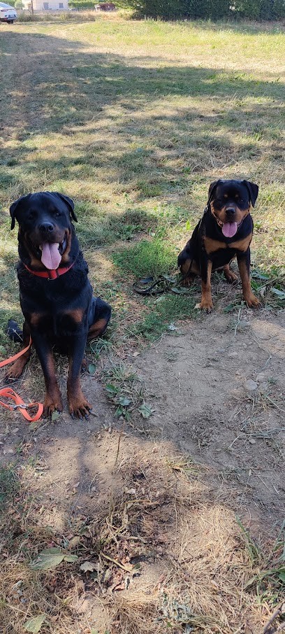 SAVOIR CANIN - Educateur comportementaliste canin, Dresseur de Chiens aux Avenières Veyrins-Thuellin