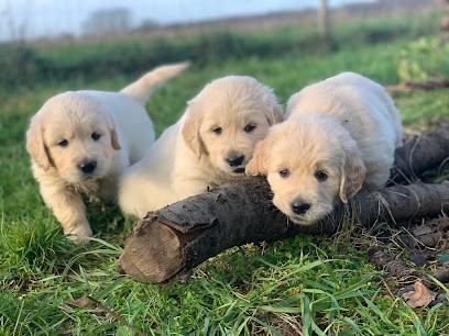 Élevage des Gold’Anjou, Eleveur de Chiens à Aubigné-sur-Layon