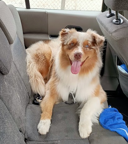 Elevage Des Champs Brulés, Eleveur de Chiens à Carcans