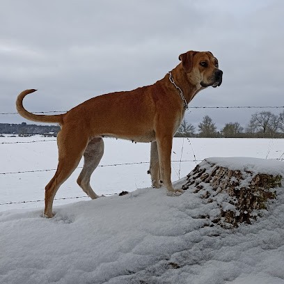 Alanos du Royaume des Combrailles, Eleveur de Chiens à Saint-Étienne-des-Champs