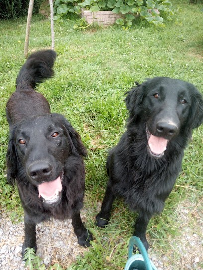 Pension Canin Le Domaine Des Amarock's, Pension pour Chiens au Val-d'Ajol