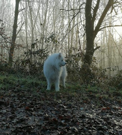 Du royaume de crystal - KURTZ Séverine, Eleveur de Chiens à Frohmuhl