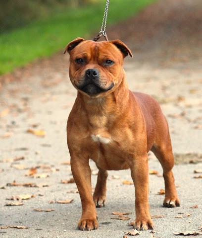 Rockstar Dog, Eleveur de Chiens à Saint-André-des-Eaux