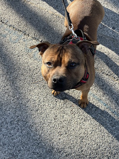 L'univers Canin83, Dresseur de Chiens à Pignans