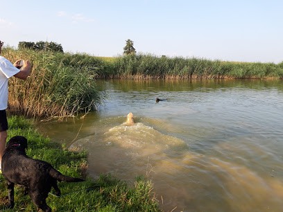 Elevage Labrador, Eleveur de Chiens à Saint-Cyr-sur-Menthon