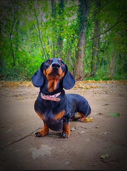 MYDOG - Educateur Canin, Dresseur de Chiens à Saint-Pierre-en-Auge