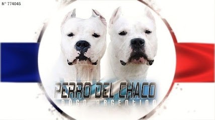 Elevage Perro del Chaco Dogue argentin, Eleveur de Chiens à Chuelles