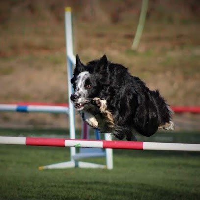 L INSTINCT DU CHIEN, Dresseur de Chiens à Val des Vignes