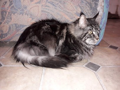 Punky Services, Pension pour Chiens à Saint-Jean-Lherm