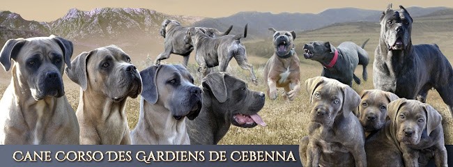 Elevage Des Gardiens De Cebenna, Eleveur de Chiens à Berlou