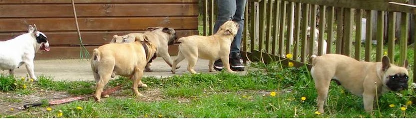 Elevage de bouledogue français, Eleveur de Chiens à Magescq