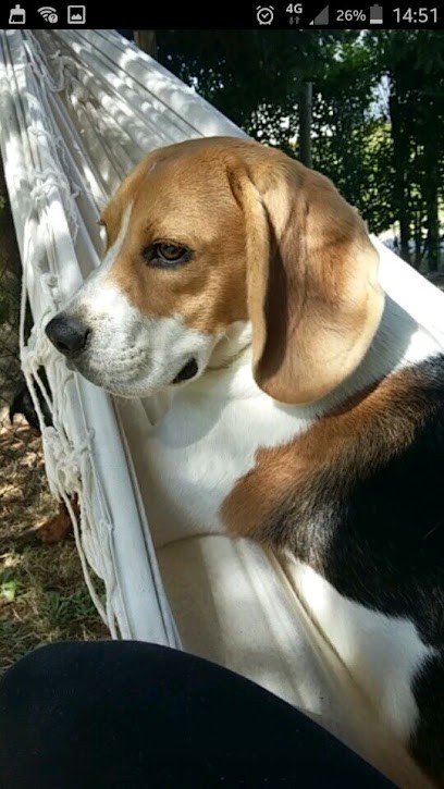 Psycho Dog Éduc'&Co, Dresseur de Chiens à Saint-Lubin-de-la-Haye