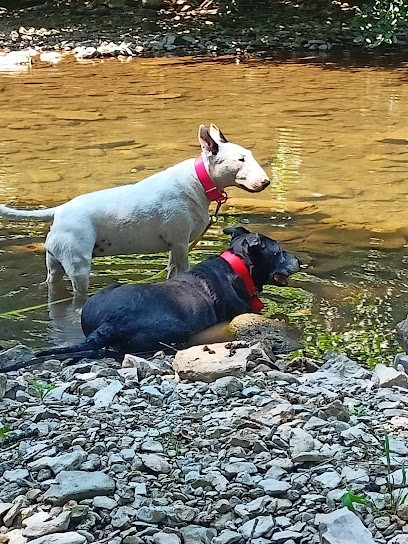 Sym Dog Lozère, Dresseur de Chiens à Mende