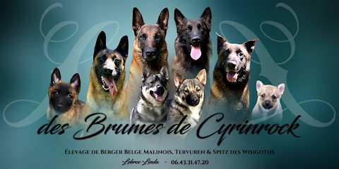 Elevage Pension des Brumes de Cyrinrock, Eleveur de Chiens à Châtas