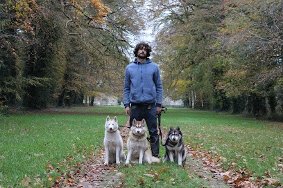 Premier Jour De Neige Élevage Et Pension Familiale Et Professionnelle Husky Sibérien, Terre-neuve, Doberman, Eleveur de Chiens à Plouvien