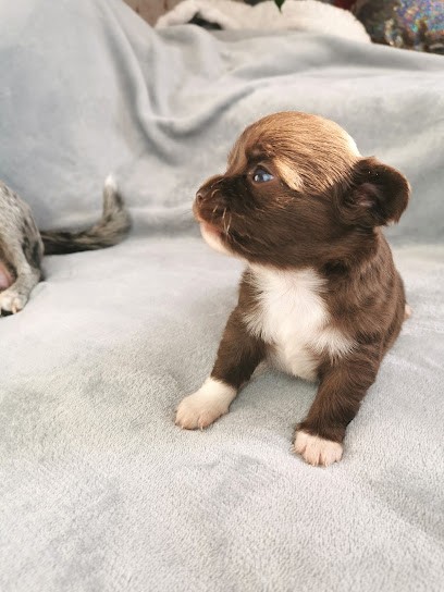 Les jardins de Bérénice, Eleveur de Chiens à Molières-sur-Cèze