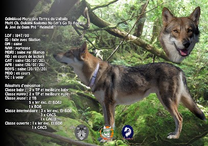 Moro Ichizoku No élevage de chien-loup de Saarloos, Eleveur de Chiens à Fitou