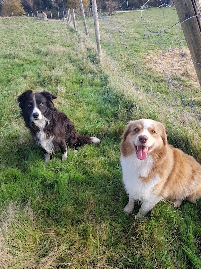 Animo'Com Educateur /Comportementaliste Canin/Spécialisée Cynophobie/Prévention Morsure, Dresseur de Chiens à Mahalon