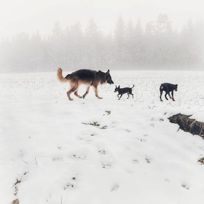 Animotion Educateur Comportementaliste, Dresseur de Chiens à Miribel-les-Échelles