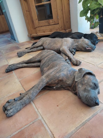 Les Fils Du Valhalla, Eleveur de Chiens à Liouc