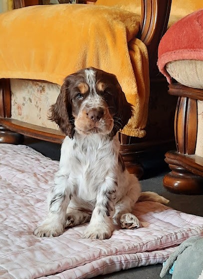 Elevage des Terres de Groie, Eleveur de Chiens à Aubigny