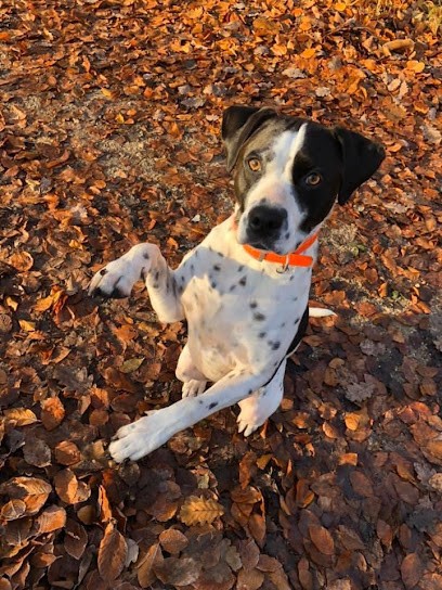 Dog's Coaching, Dresseur de Chiens à Villemeux-sur-Eure