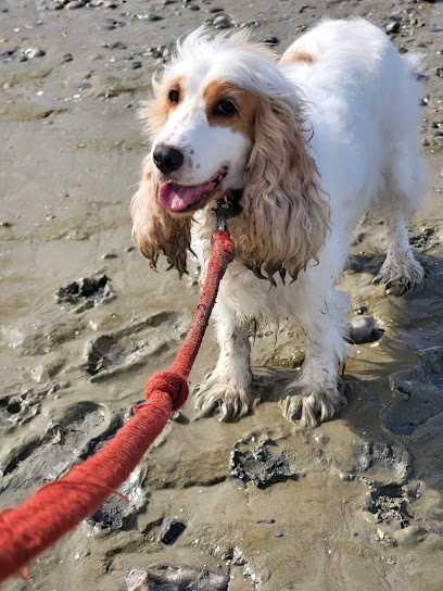 Domaine Du Fenrir Éleveur De Chiens à Crèvecœur-sur-l'Escaut