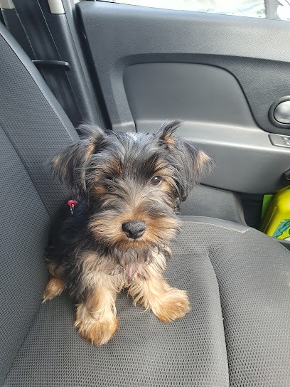 Elevage du Moulin Le Comte, Eleveur de Chiens à Roquetoire