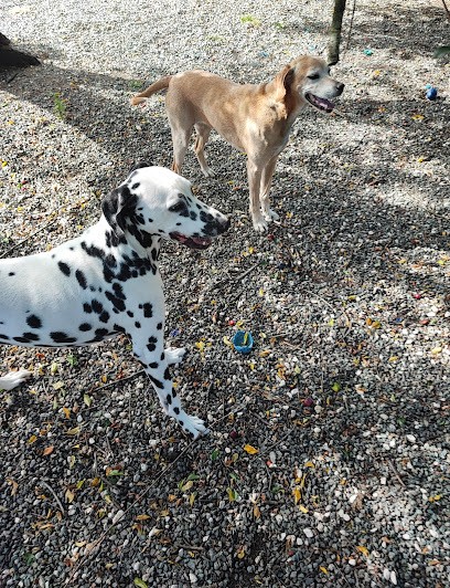 Elevage - Pension Canine et Féline : Les Perles Divines, Eleveur de Chiens à Argentonnay