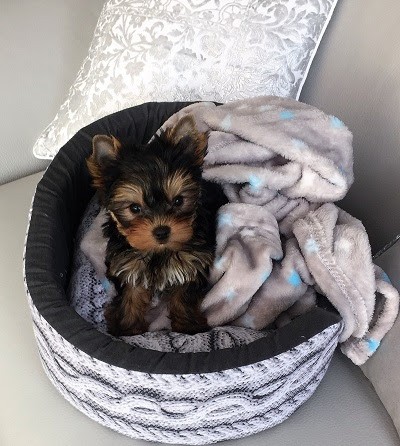 MagicStar : éleveur de chiots YorkShire - caniche (Île de France), Eleveur de Chiens à Saint-Denis-lès-Rebais