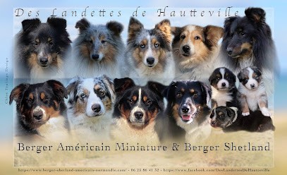 Des Landettes De Hautteville, Eleveur de Chiens à Surtainville