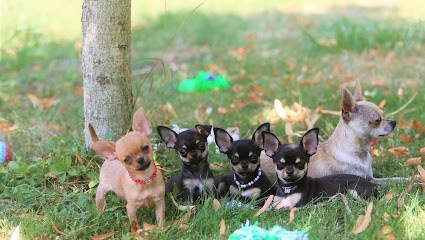 Elevage des terres de frasnes, Eleveur de Chiens à Bouresse
