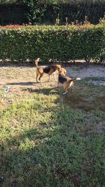 Canine Center Of The Hollow Valley, Pension pour Chiens à Couches