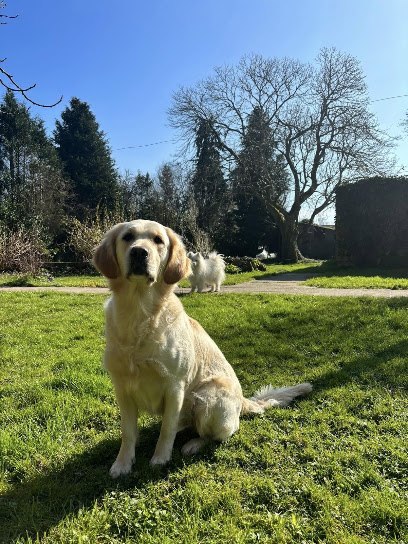 Elevage De L'orée De Sainte Barbe Éleveur De Chiens au Faouët