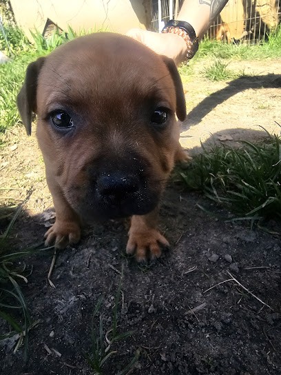 Elevage Braveheart Story, Eleveur de Chiens à Molières