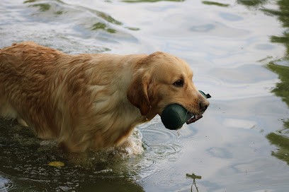 Elevage, Pension de la légende d'asgot, Eleveur de Chiens à Maligny