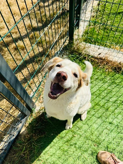 L'Arche de Jules pension, Pension pour Chiens à Recanoz