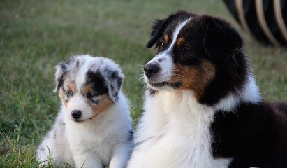 Elevage La Villa Loubet, Eleveur de Chiens aux Pechs du Vers