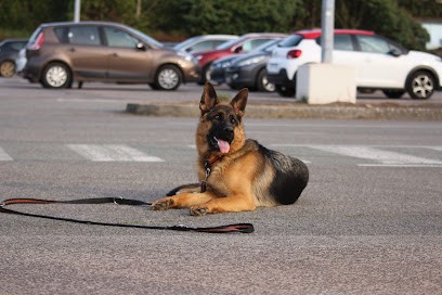 Amarok-Académie, Dresseur de Chiens à Louvières