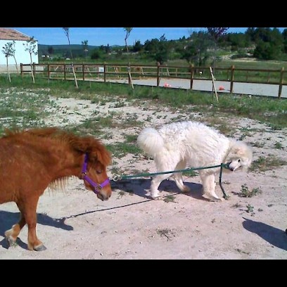 Mas De L'ile Dog Kennels, Pension pour Chiens à Peyriac-de-Mer