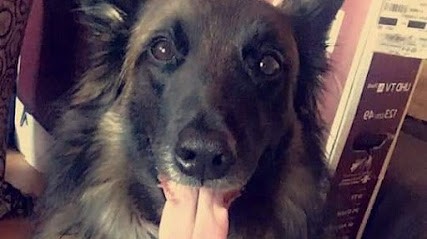 Elodie taillieu-educateur Comportementaliste canin-livraison à domicile friandises naturelles, Dresseur de Chiens à Raismes