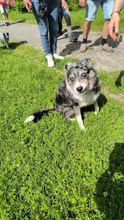 Milie KniD - Éducateur Et Comportementaliste Canin - Promeneur De Chien - Taxi Animalier, Dresseur de Chiens à Auneau-Bleury-Saint-Symphorien