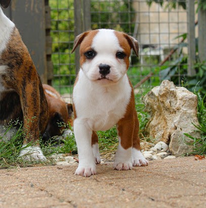 Élevage des disciples de Goliath, Eleveur de Chiens à Vereaux