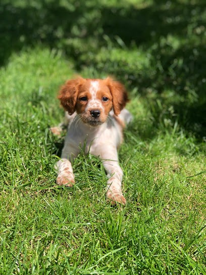 ELEVAGE DU MOULIN BLANC, Eleveur de Chiens à Bollezeele